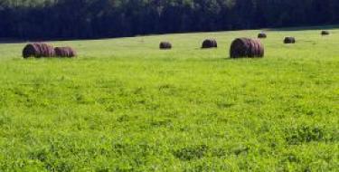 Field with Haystacks